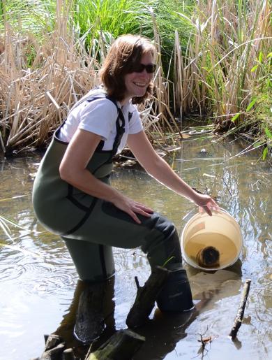 Dr Sara Long retrieving cages containing shrimp from a polluted drain in an urban catchment. Photo: Kate Berg, Western Water